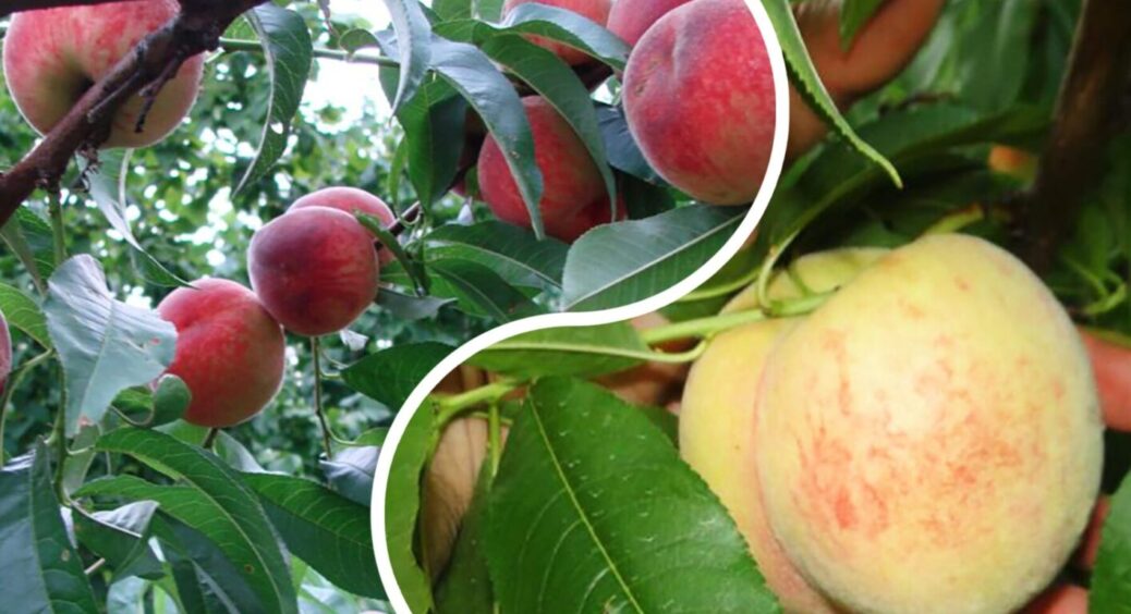 Роблю це ранньою весною, і персиків стає вдвічі більше: прийом із Вінниці – працює років 20 