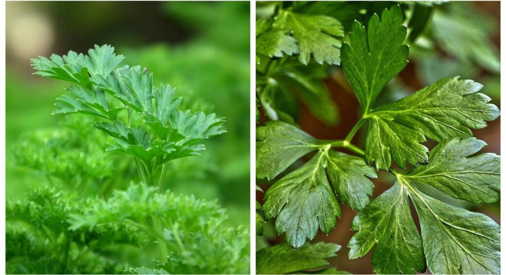Петрушка проросте всього за кілька днів: найефективніший спосіб, яким користуються на Сумщині 