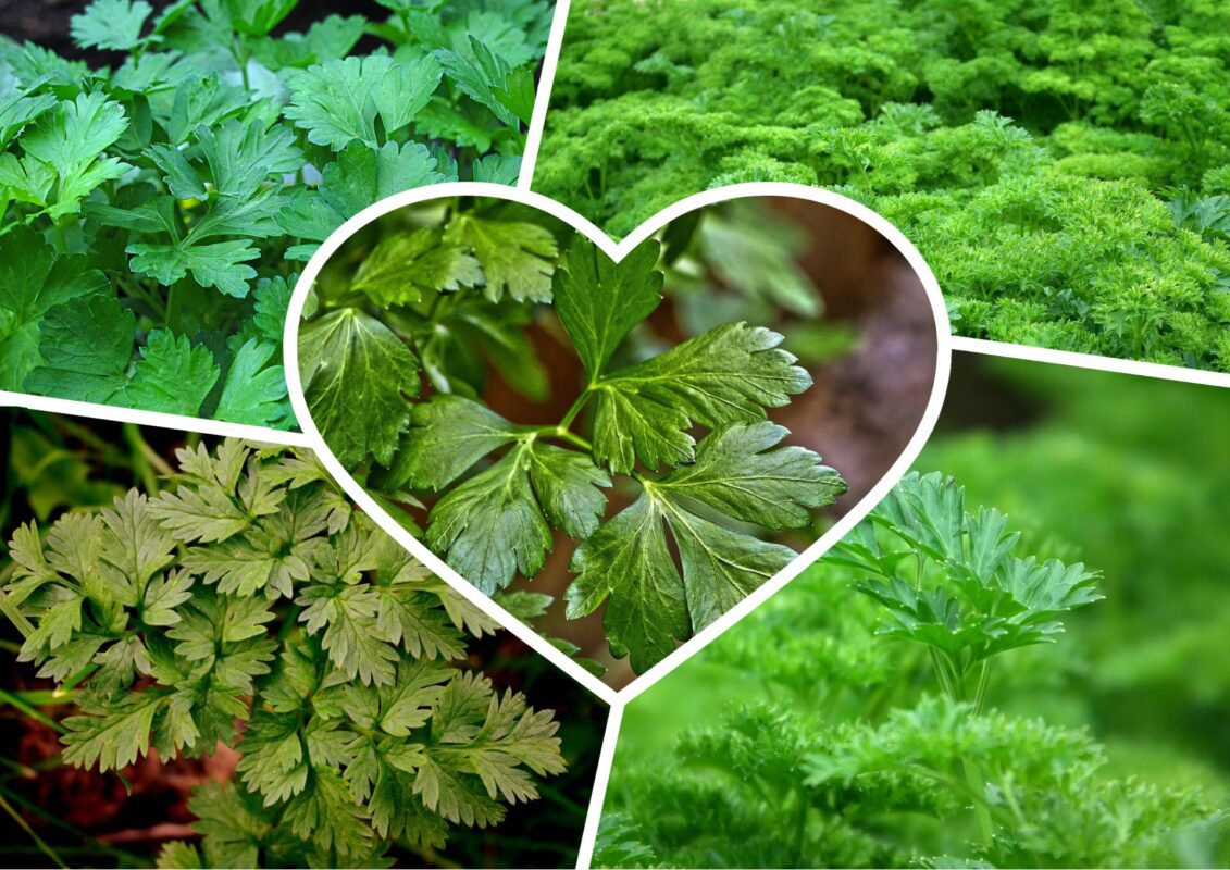 Експерт розповів, чого не варто робити при вирощуванні зелені