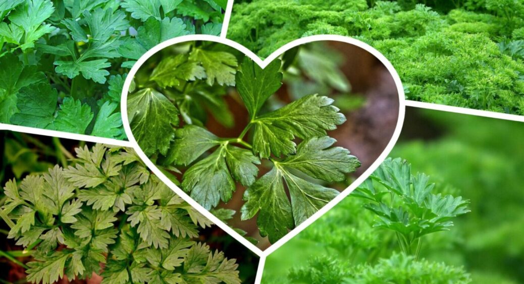 З такою кучерявою петрушкою гарним буде будь-який борщ і салати: ароматна та запашна 