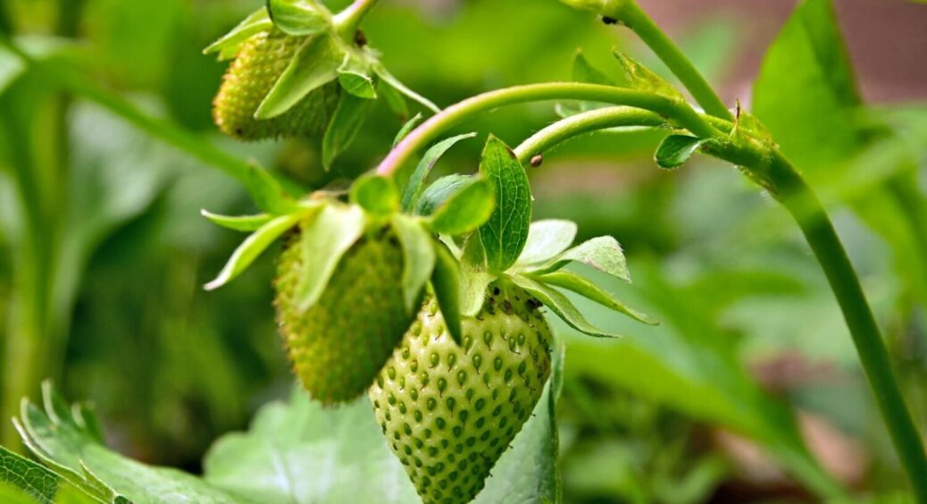 ФАКТ: у полуниці є 1 ворог серпня – суничний кліщ: як упоратися без “хімії” і без втрати врожаю 