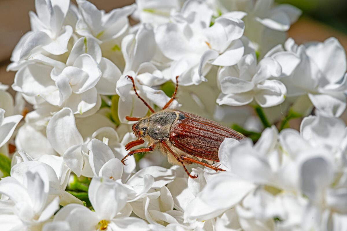 Як прогнати з грядки хруща: не лише народні методи