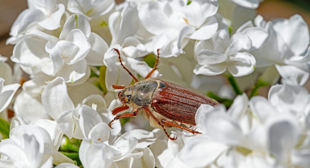 Пора терміново діяти: як прогнати з грядки хруща – народні і професійні методи – 100% результат 