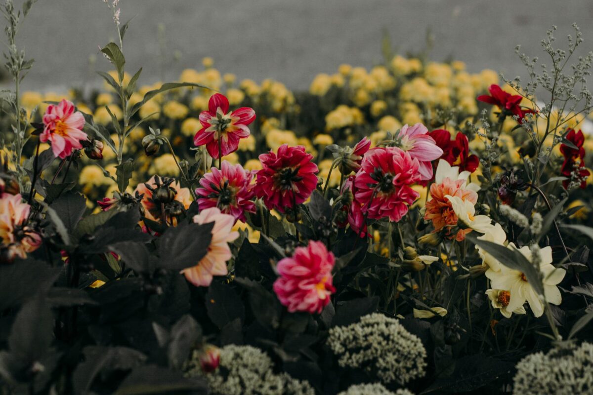 5 основних причин, чому ваша клумба досі не вродлива