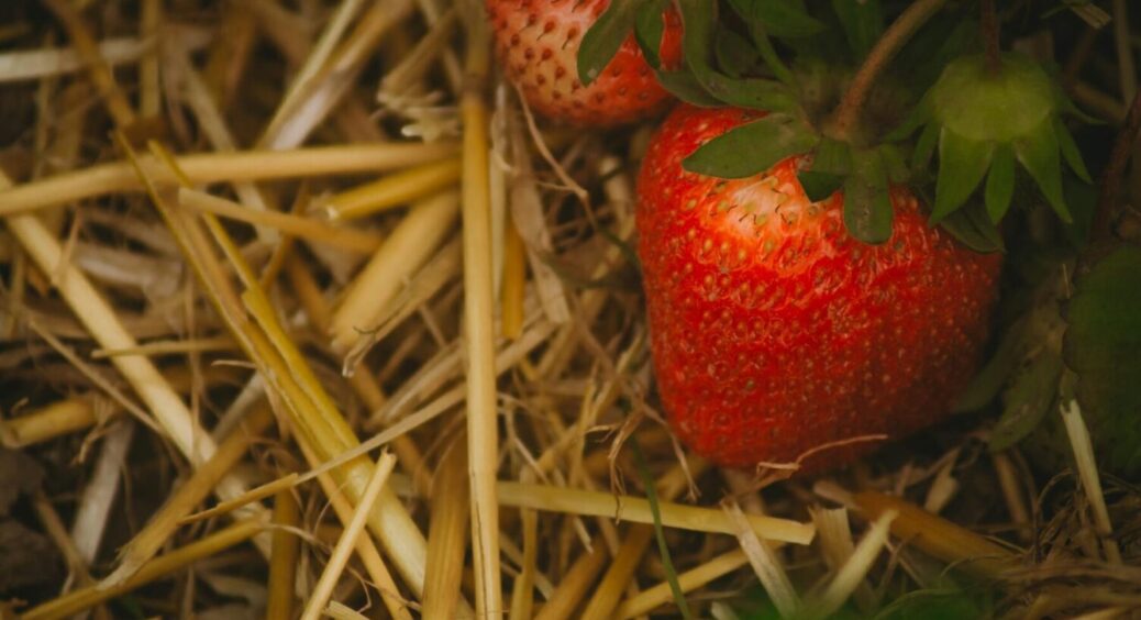 Вони точно знають, що робити: садівники з Дніпра розкрили секрет кислої полуниці – є вихід 