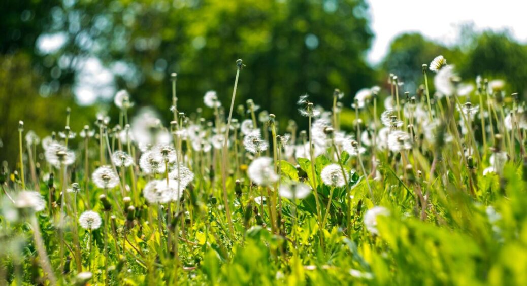 Полтавські городники придумали, як швидко позбутися кульбаб дачній ділянці: 3 працюючих рішень 