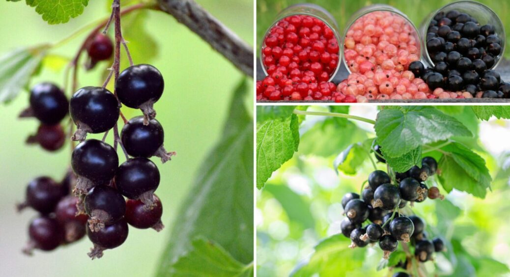 Раз-два внесли, і смородина гнеться від кількості ягід: підживка номер 1 на Харківщині 