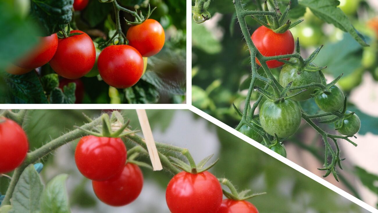 Городники розсекретили рослини, які не можна висаджувати поруч із помідорами