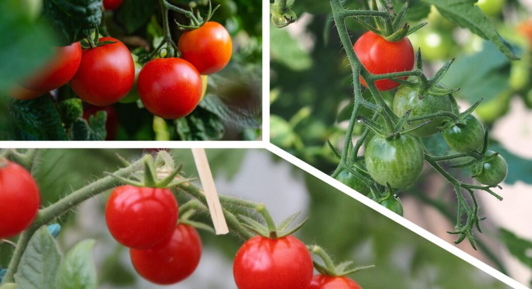 Не садіть ці 8 рослин біля томатів: які овочі здатні знизити врожайність помідорів на 70% 