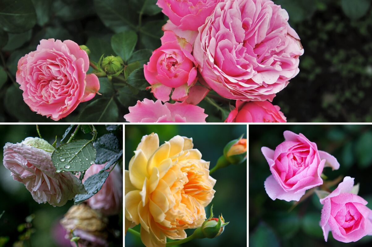 Садівники пояснили, як слід садити троянди з відкритою кореневою системою