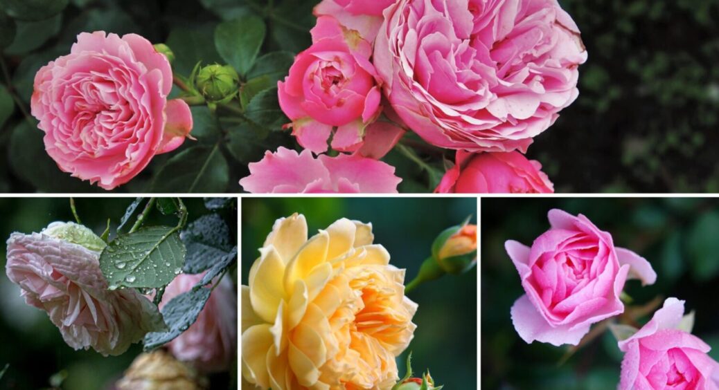 300 г під кущ – і зацвітуть моментально: чим полити троянди, щоб вони пишно квітнули в 2025 