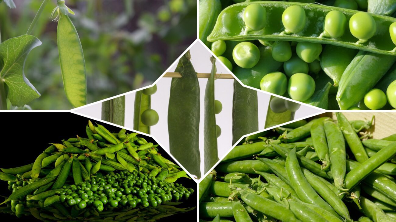 Дачники розповіли, чим підживити горох для багатого врожаю