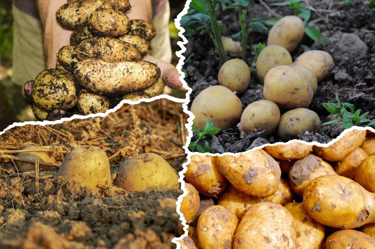 Городники розповіли, як зібрати щедрий врожай картоплі - що покласти до лунки