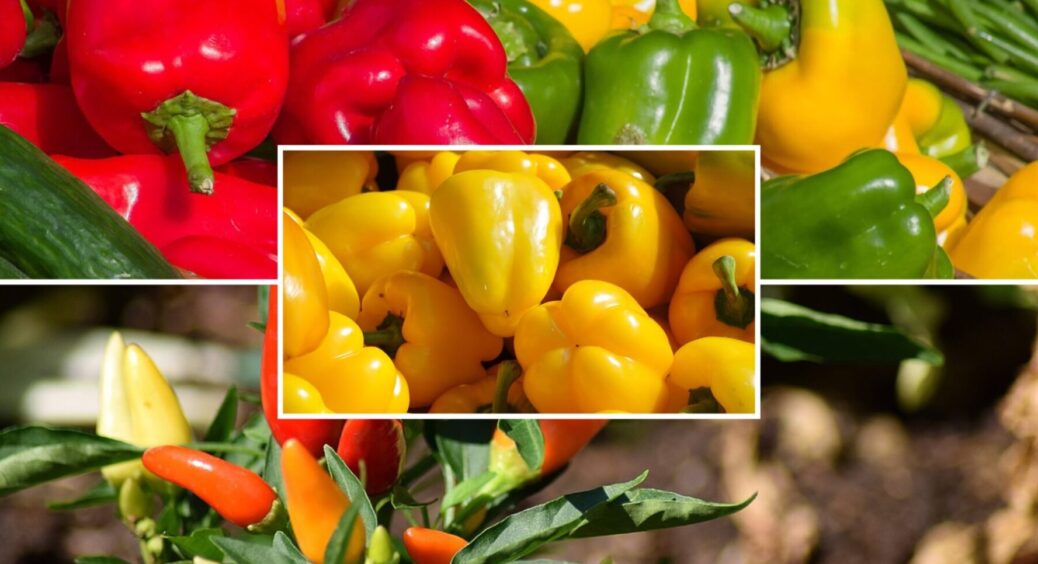 На Сумщині садять перці лише 5 сортів: інші не витримують холодних ночей, а ці – легко 
