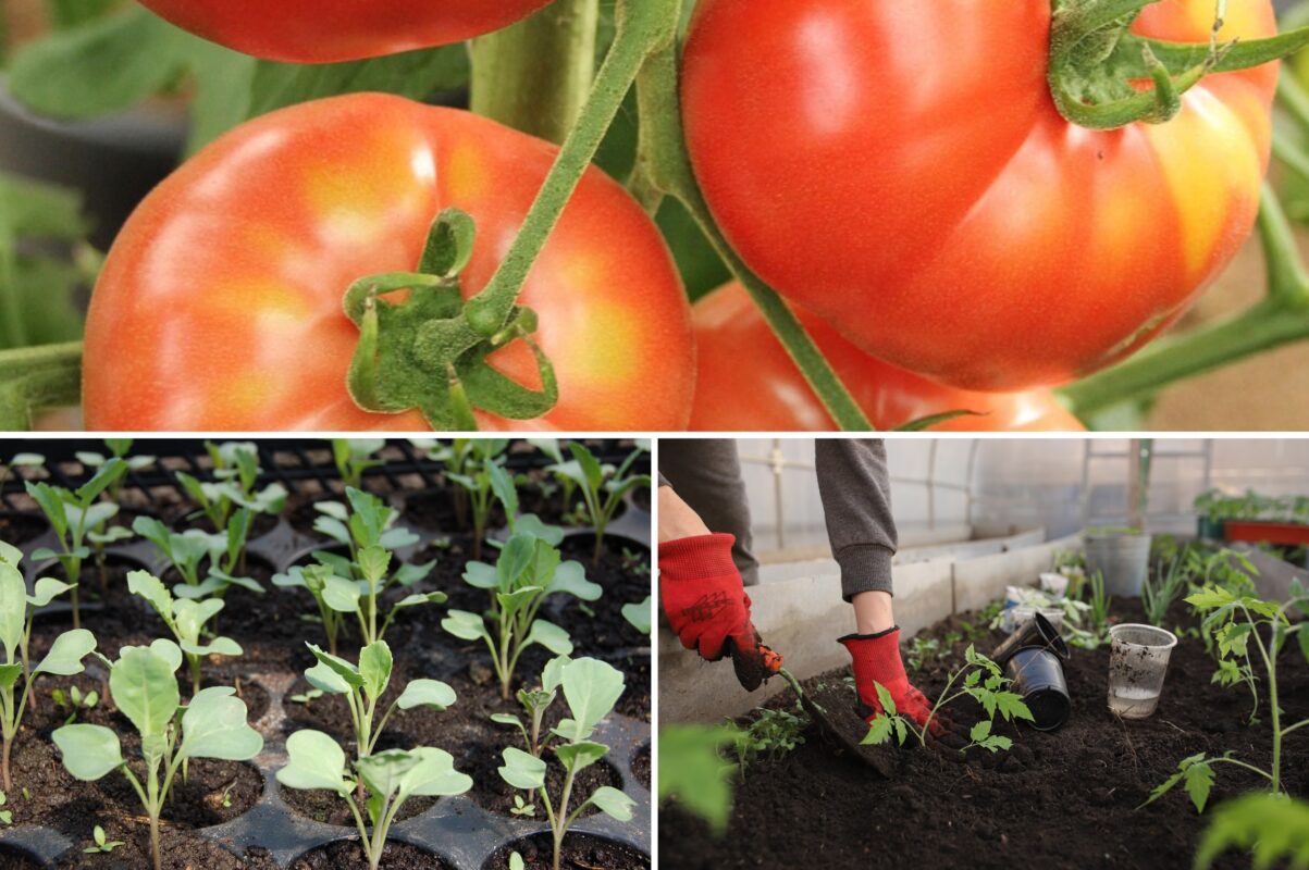 Городники розповіли, чому не можна висаджувати розсаду томатів зранку
