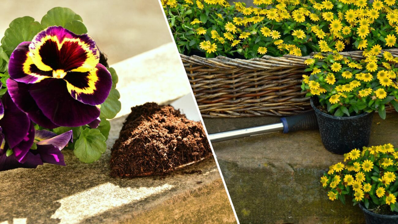 Городники розповіли, які продукти з кухні підійдуть для підживлення рослин
