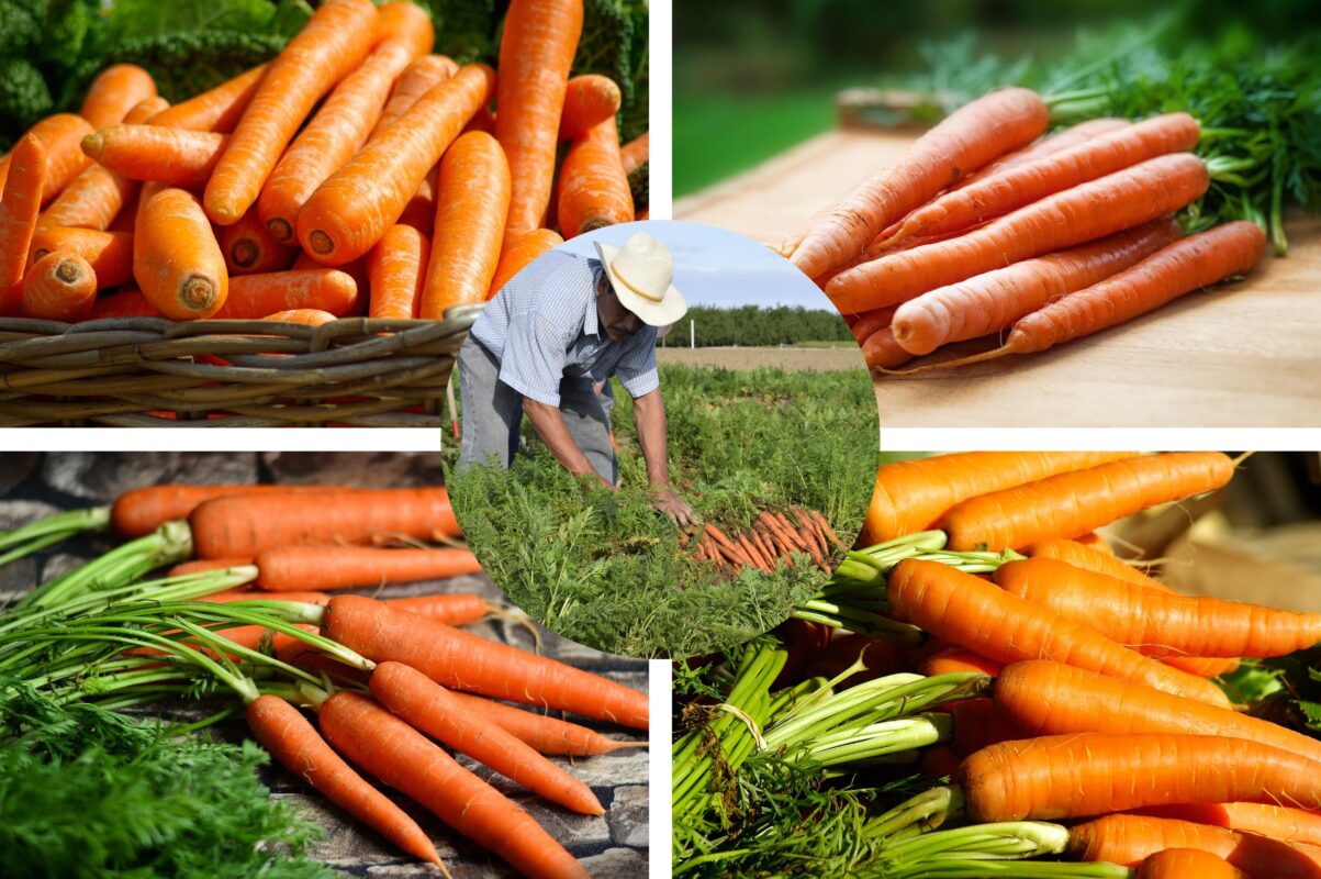 Агрономи назвали найгірший сорт моркви, який краще не висаджувати