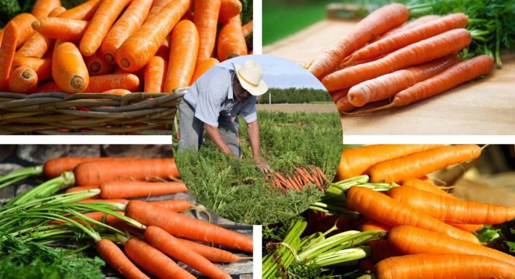 Названо найгірший сорт моркви, який всі купують через незнання: вона несе приховану небезпеку 