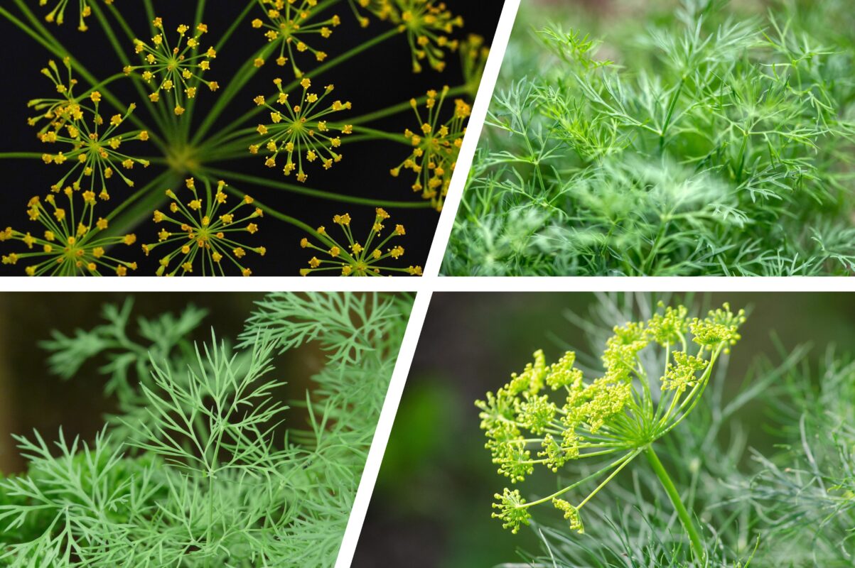 Городники розповіли, що зробити з кропом, щоб він виріс пишним і ароматним