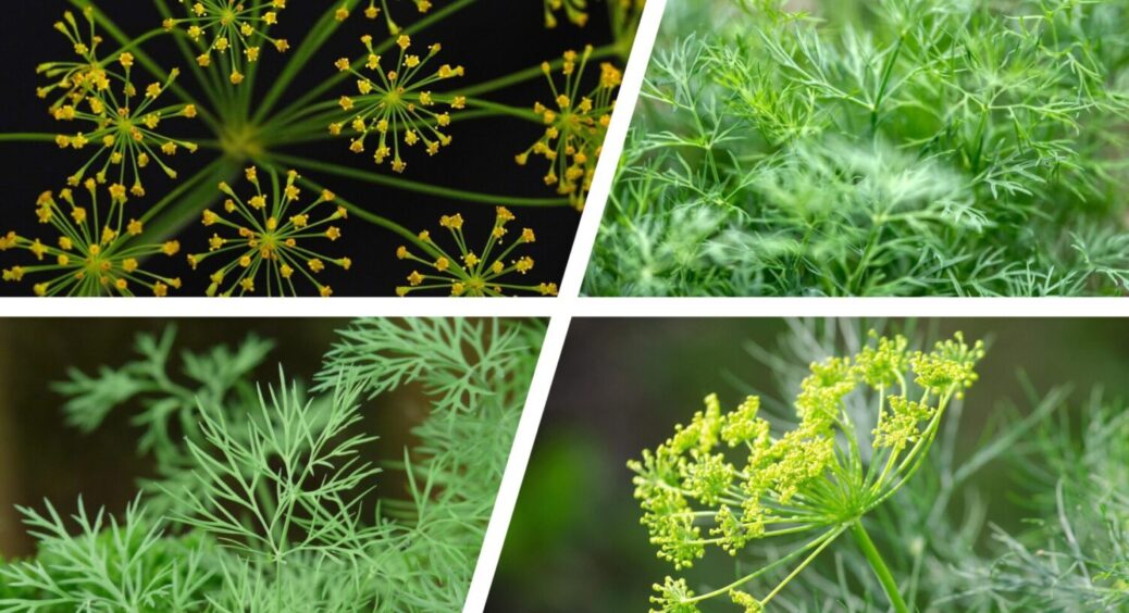 Щоб кріп ріс “щіткою”, а не окремими гілочками – дачники Вінниччини дають 1 раз на тиждень це 