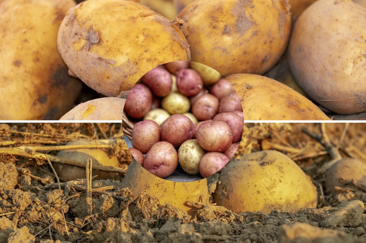 Городники розповіли, як отримати багатий врожай картоплі без підгортання