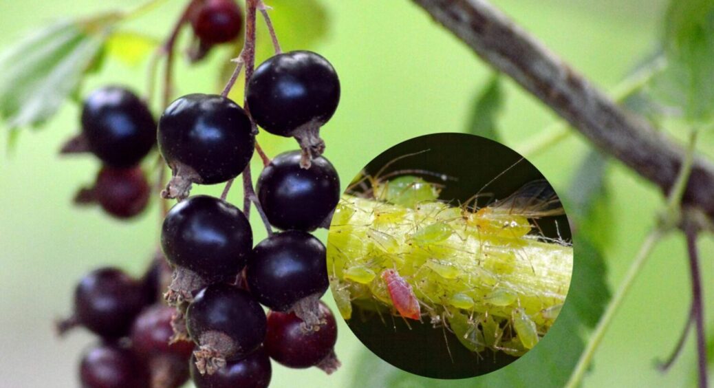 1 спосіб, 1 дія – і ягід знову буде “море”: як позбутись попелиці на смородині 