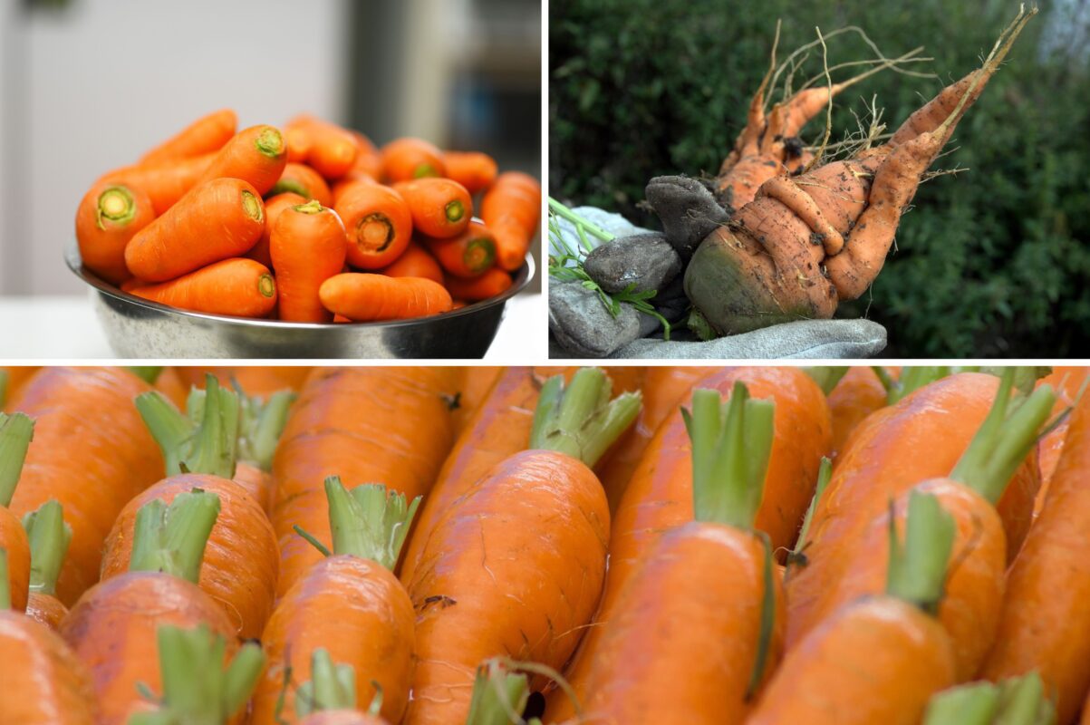 Городники розповіли, чим підкормити моркву для високого врожаю