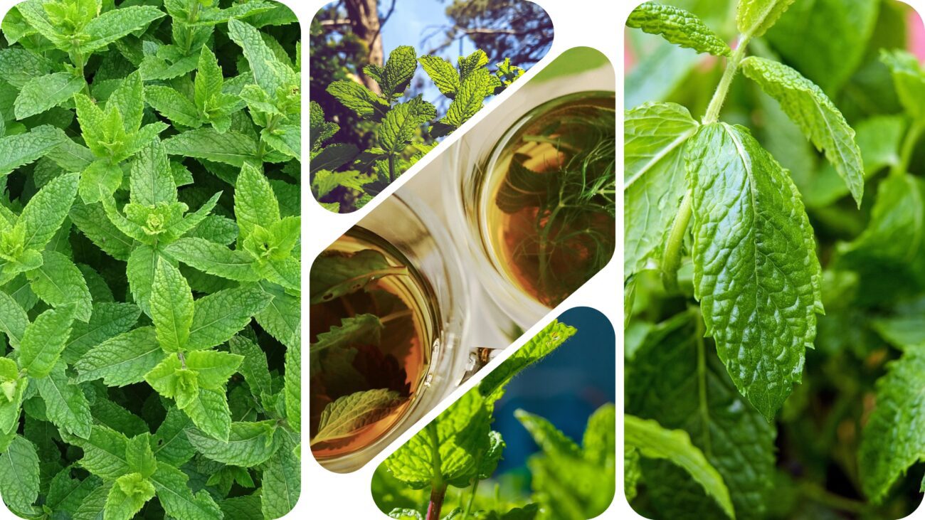 Городники розповіли, чому краще не вирощувати мʼяту на своїй ділянці