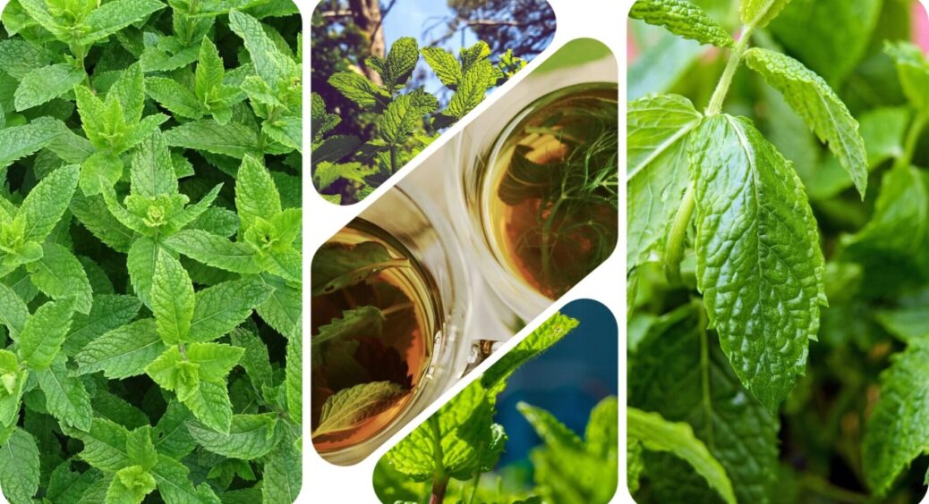 Мʼята на ділянці – за і проти: чому краще відмовитись від вирощування цієї рослини в Україні 