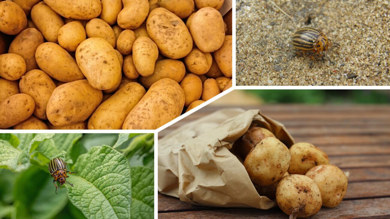 Дачники розповіли, як позбутись колорадського жука на картоплі