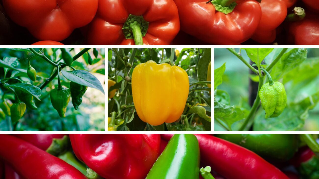 Експерт розповів, як виростити великий врожай перців