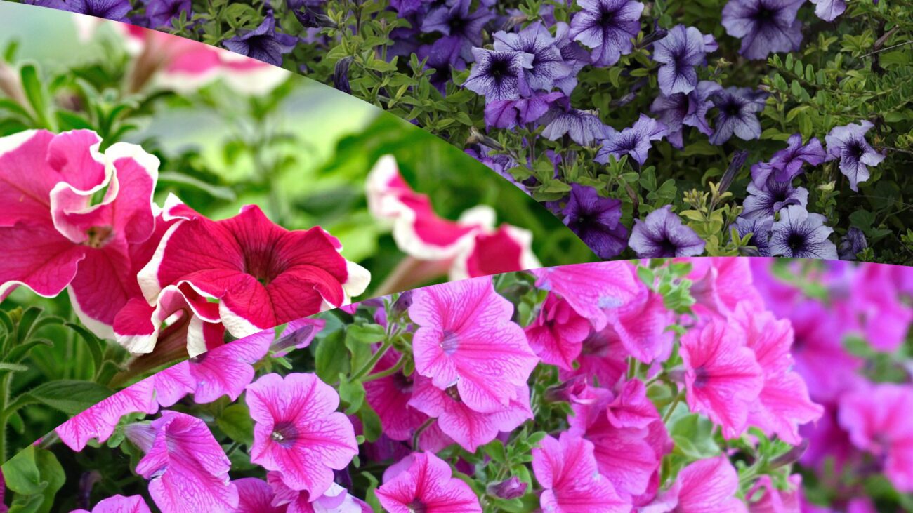 Яку квітку посадити у себе вдома