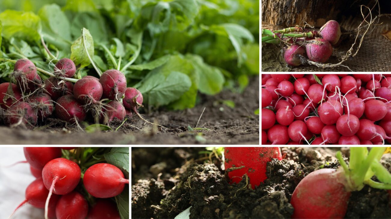 Агрономи розсекретили найврожайніші сорти редиски для висаджування в травні 2025