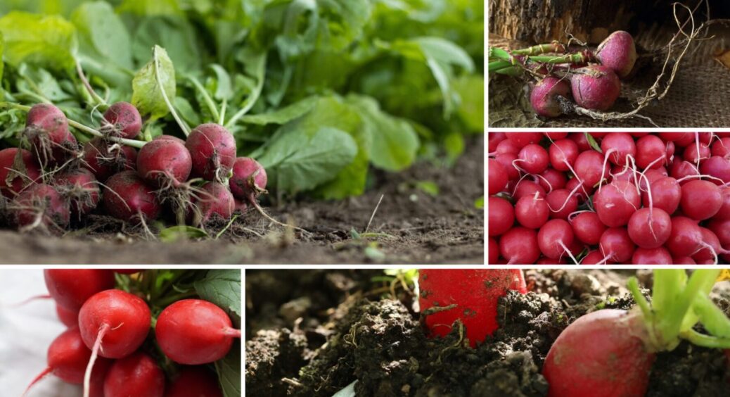 Обережно! Не купуйте ранню редиску з величезним бадиллям: 3 головні ознаки надлишку нітратів 