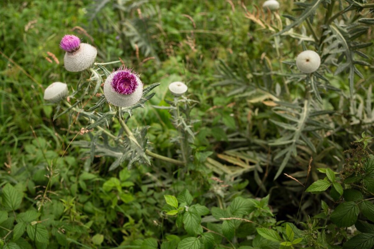 Городники розсекретили найефективніший спосіб, як позбутись бурʼяну на газоні