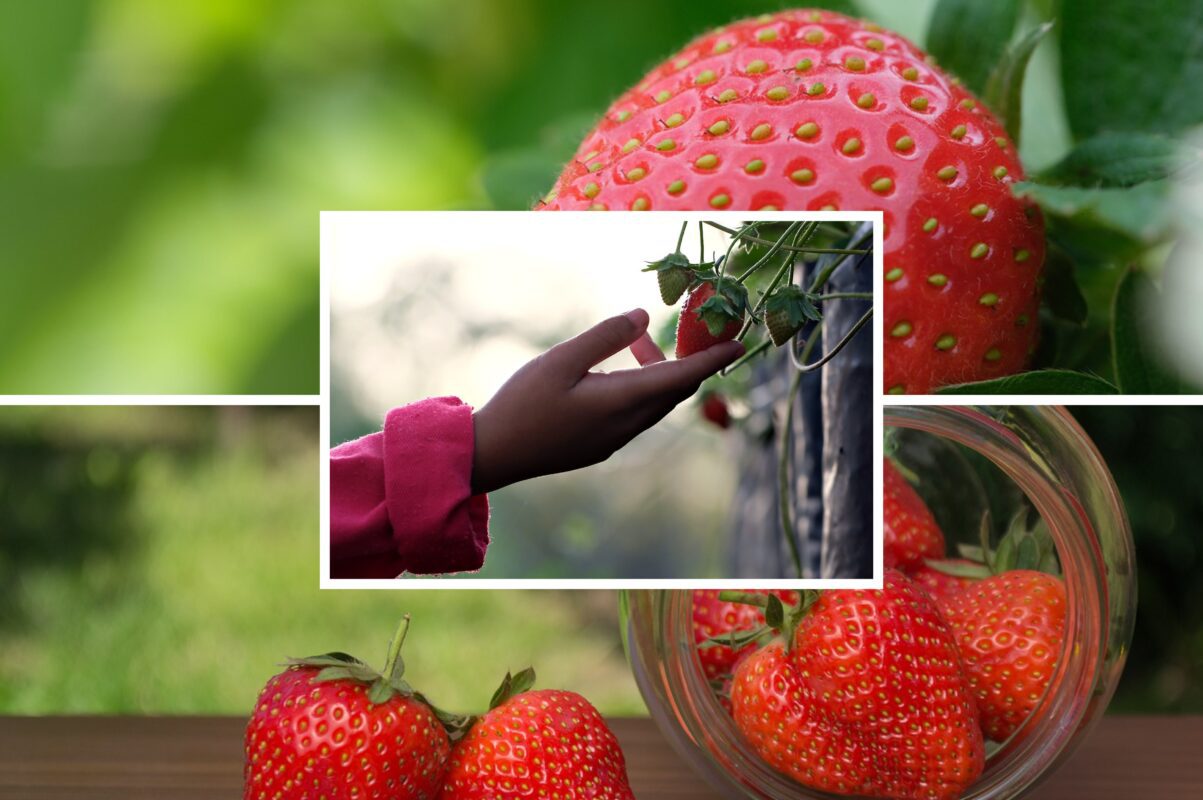 Агрономи назвали три найкращі сорти полуниці, які стабільно дають високий врожай