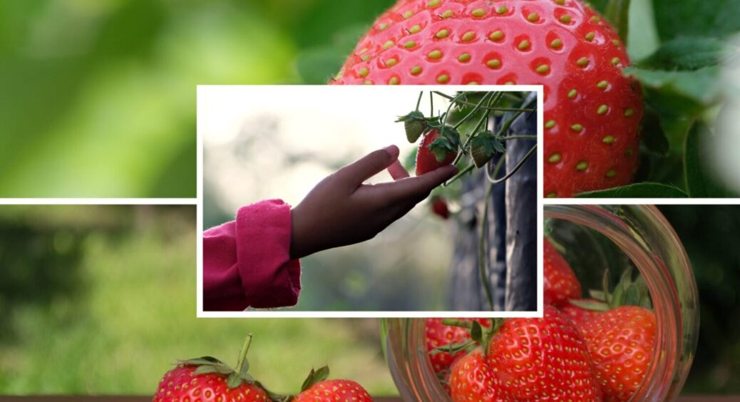 На Франківщині обирають тільки ці 3 сорти полуниці: не бояться дощів і туманів 
