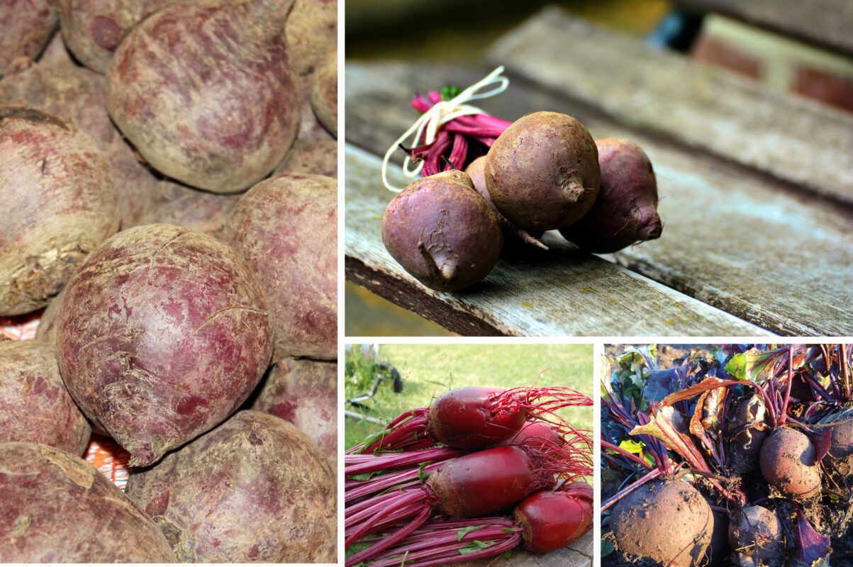 Городники розповіли, коли садити буряк у серпні 2025