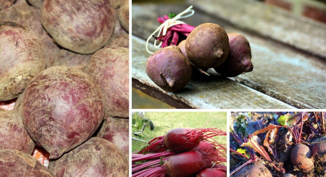 Деякі городники Хмельниччини завжди садять буряк у серпні: нестандартна, але дієва стратегія 