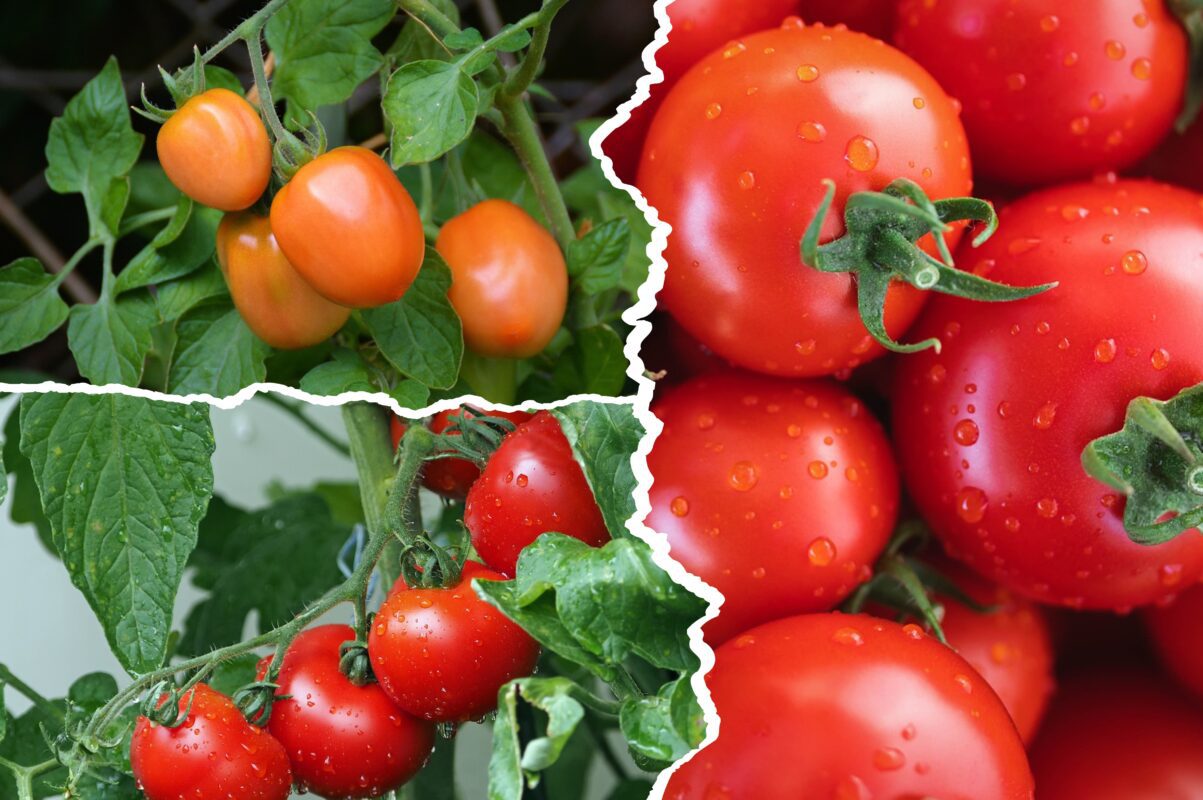 Агрономи назвали сорт помідорів, який можна вирощувати взимку на підвіконні