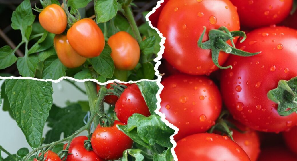Без підв’язування та пасинкування: ці томати ростуть і взимку на вікні – не сорт, а “Пісня” 