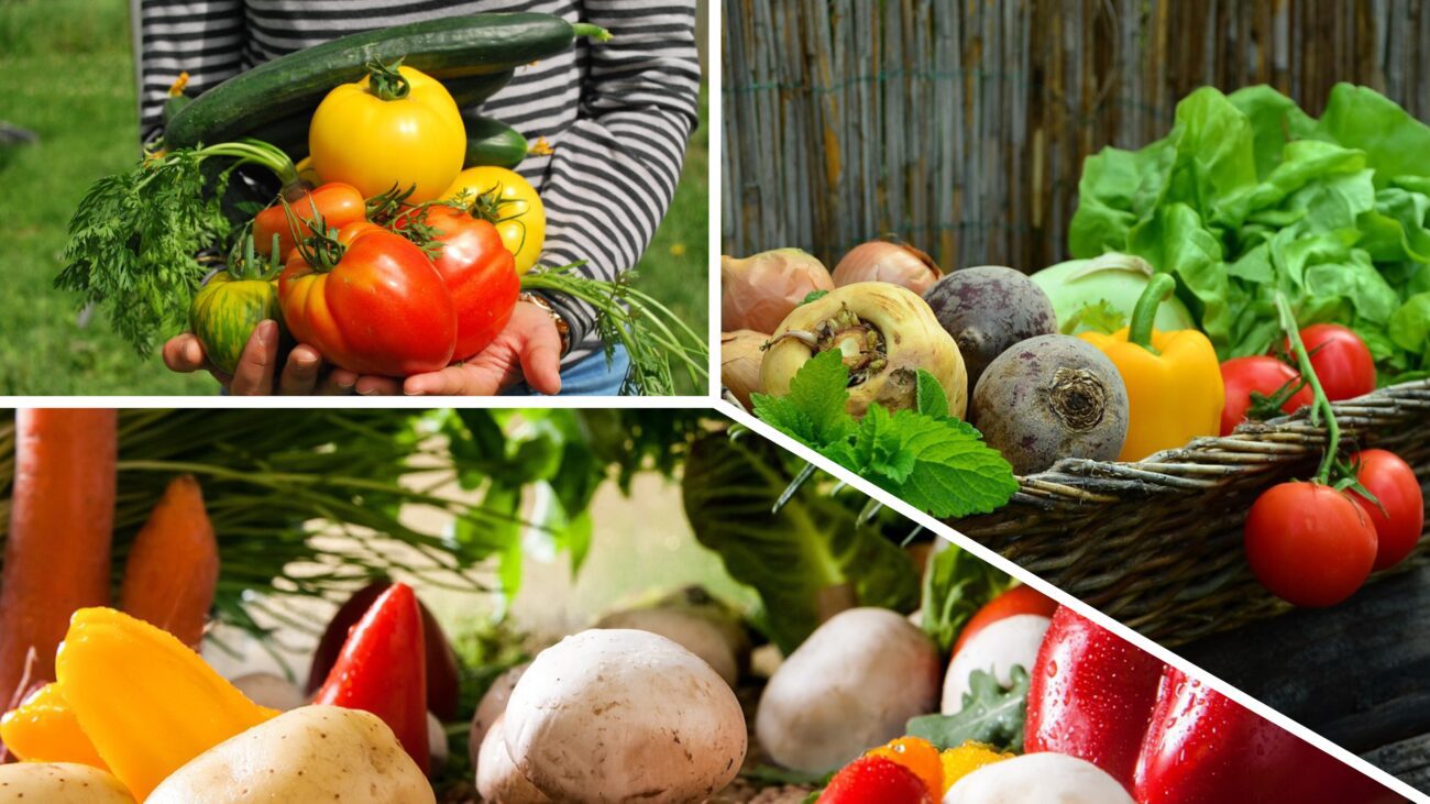 Агроном розповів, які культури полюбляють підживлення із борної кислоти 