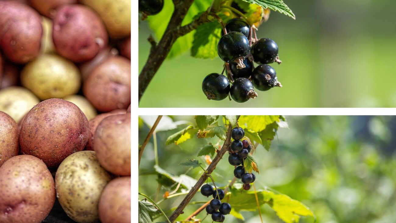 Садівники розповіли, як підвищити врожайність смородини за допомогою картоплі