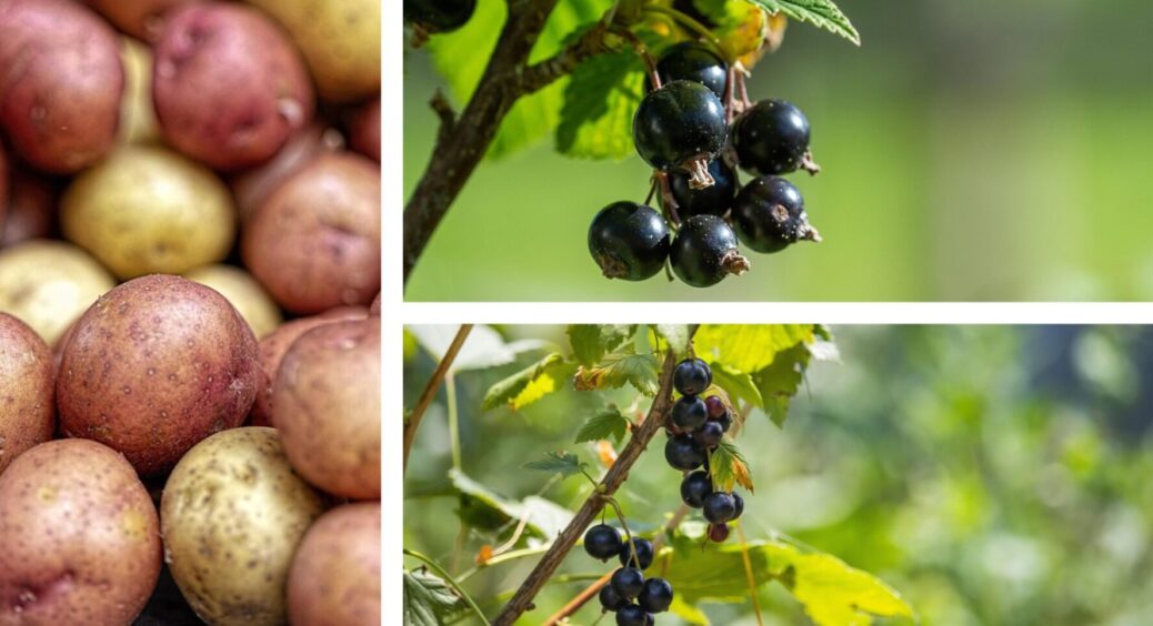 Візьміть 1 картоплину – і смородина вродить на 70% більше: як підвищити її врожайність бульбою 