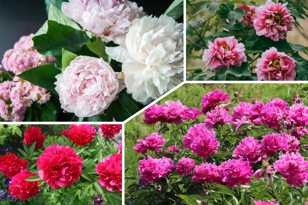 Квітникарі розповіли, як змусити півонії зацвісти пишно й надовго