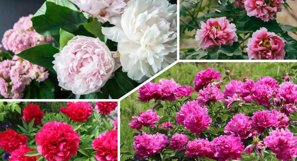 Час цвісти, а вони не цвітуть: 1 дія, яка змусить півонії пишно квітнути весь сезон 