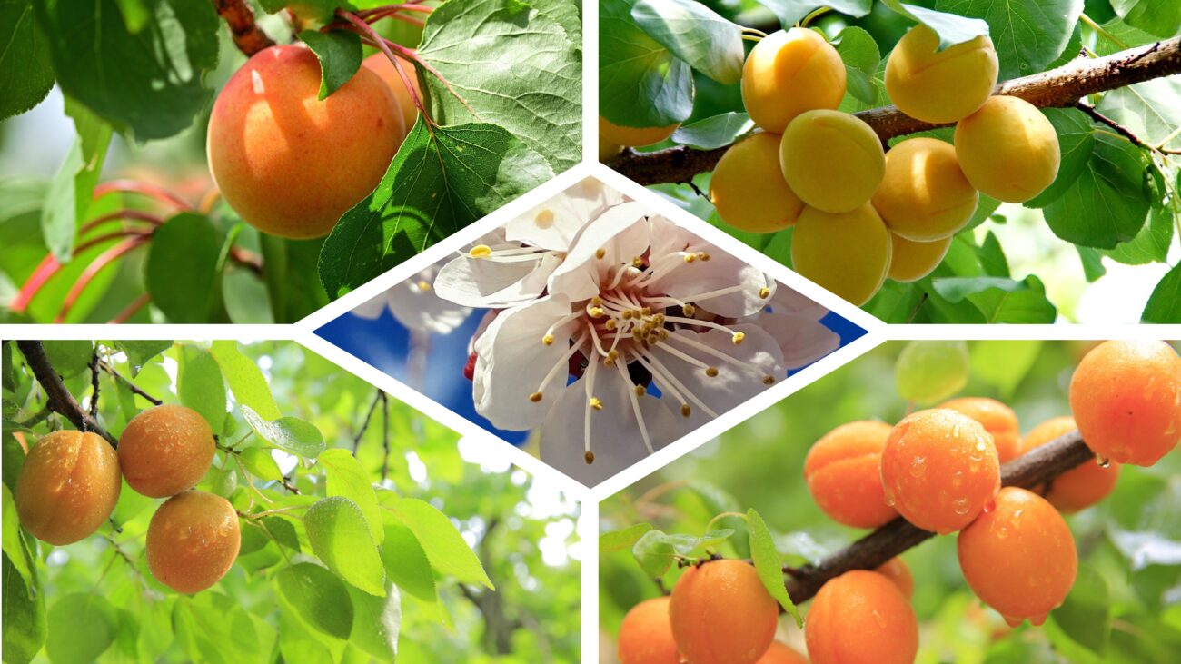 Садівники розповіли, чим підкормити абрикос навесні в 2025