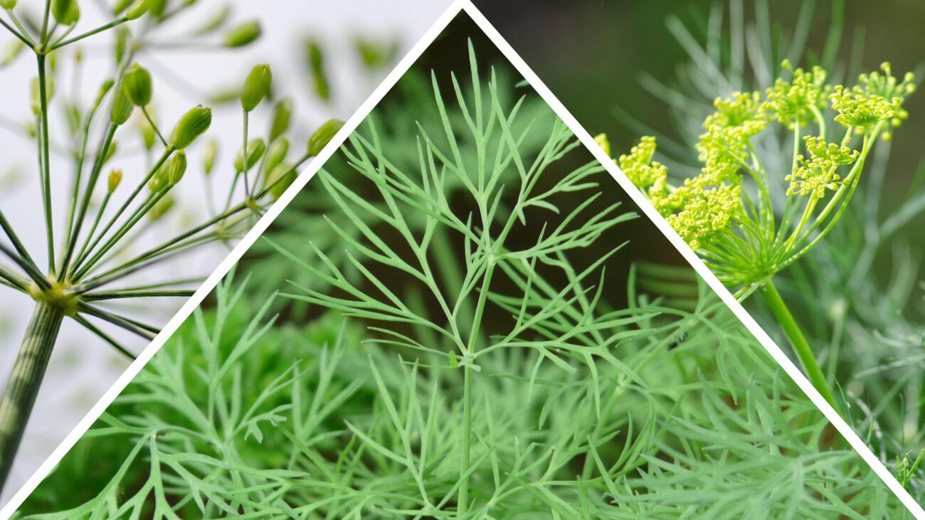 Типові помилки під час вирощування кропу