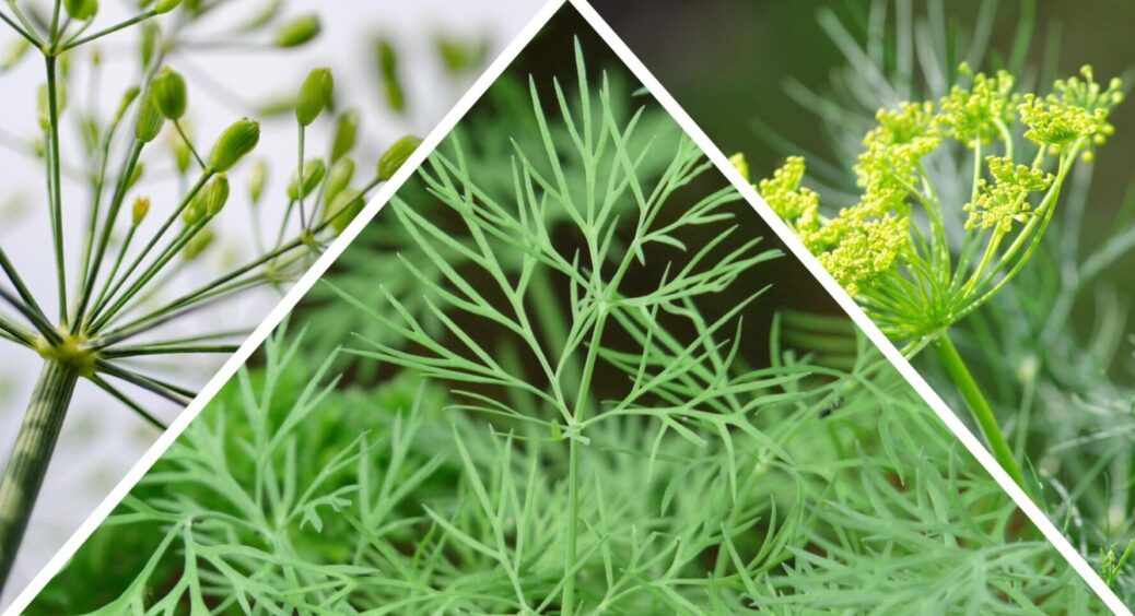 5 крапель цього продукту, і кріп знову цвіте та пахне: як оживити кволу зелень на грядці 