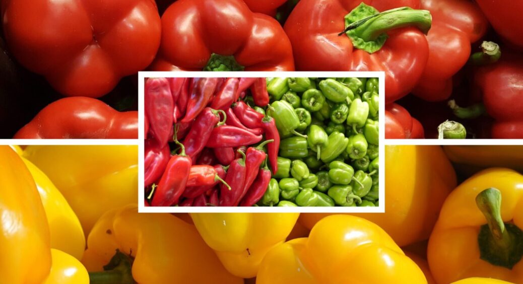 На Тернопільщині кращої підгодівлі ще не знайшли: чим підживити перець, щоб зібрати МЕГА врожай 